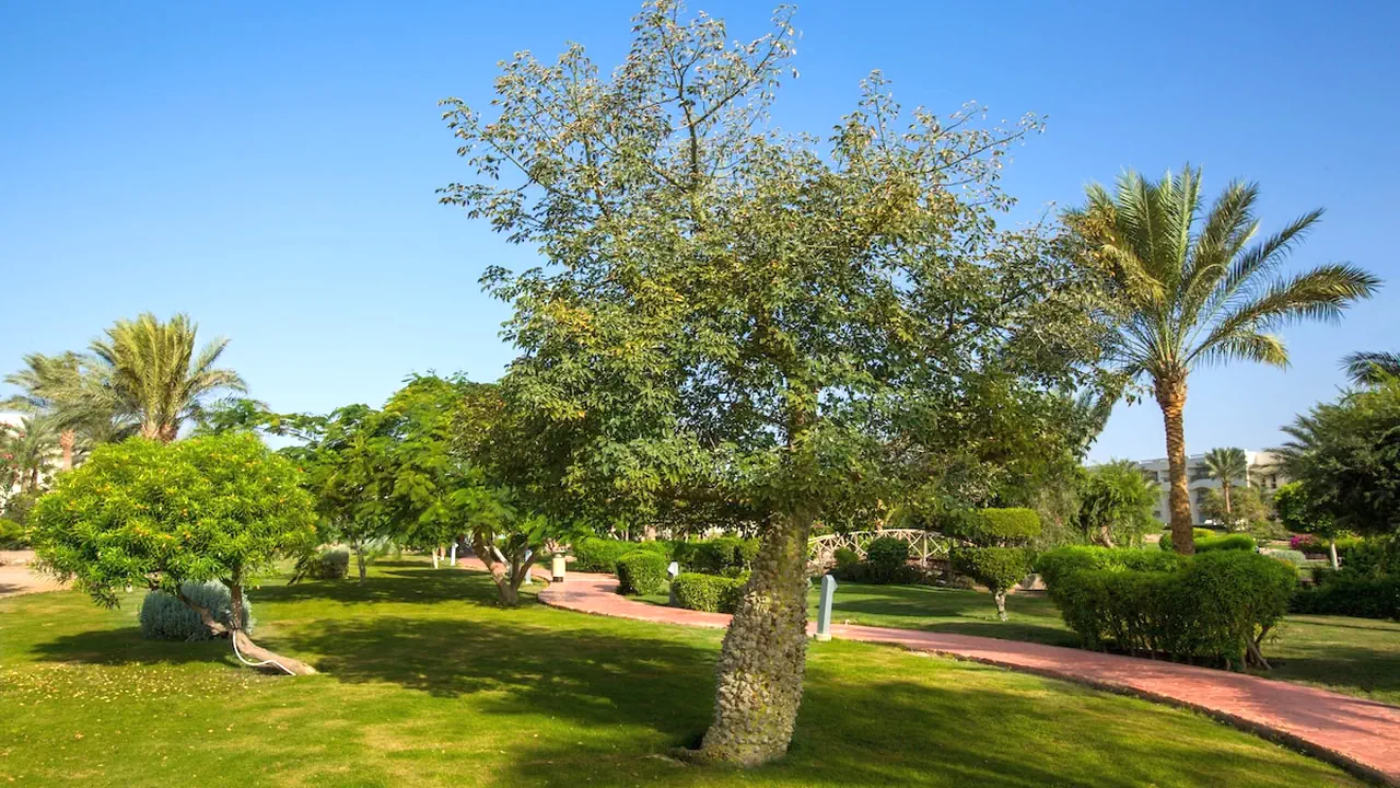 الفندق أورورا أورينتال ريزورت - شرم الشيخ